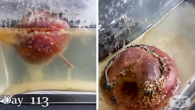 What if you left an apple in water for 200 days?