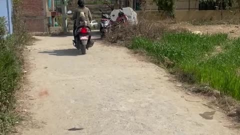 Pug Rides with on Scooter with Mom