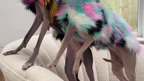 🙏❤️🎉🎉🎉🎊🎊🎊️SWEET AND FUNNY ANIMALS SHOTS 🙏❤️❤️🎉🎉🎉🎊🎊🎊