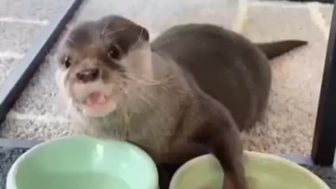 🔥Best Funny Animal Videos 2022🔥