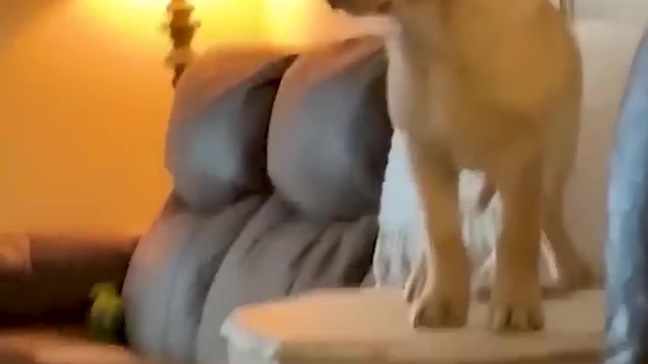 Craziest animal funny video