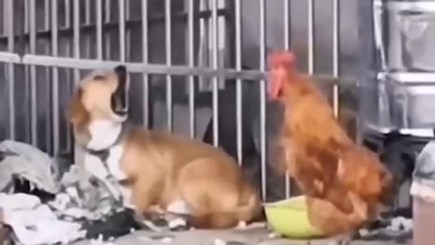Dog and children