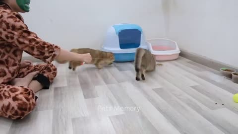 Funniest cats and dogs video