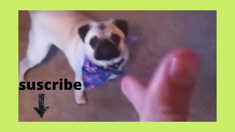 funny dog