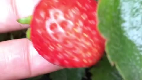 picking strawberries in the yard