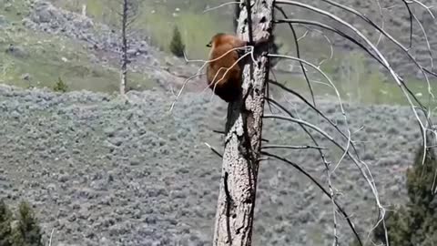 Brown bear