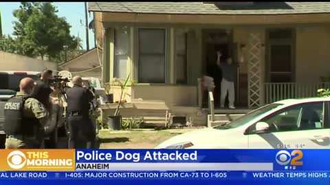 Caught On Video: Police K-9 Attacked By Pit Bull In Anaheim