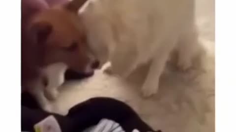 The end 😂 viral funny 😁🤣 memes
