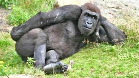 Funny Videos Of Animals Acting Like Humans 2024