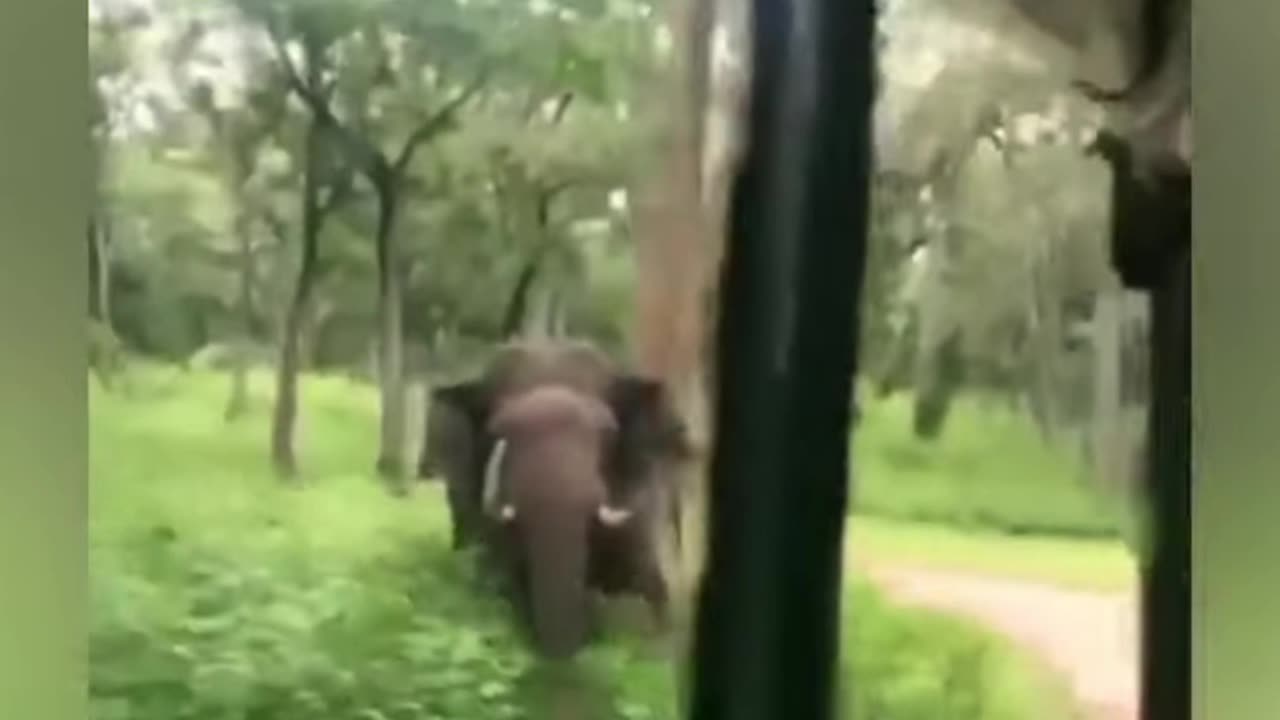 Top 20 Scary Wild Animal Encounters in 2022 😮