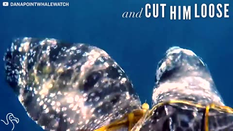 Turtle Gets Tangled Up, But Man Swims After Him To Help