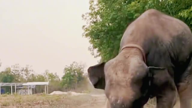 Elephants are so cute. Elephant songs turn sunny as soon as you appear