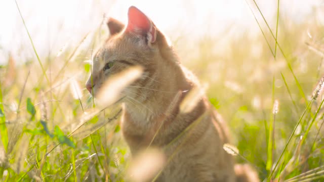 sunny cat