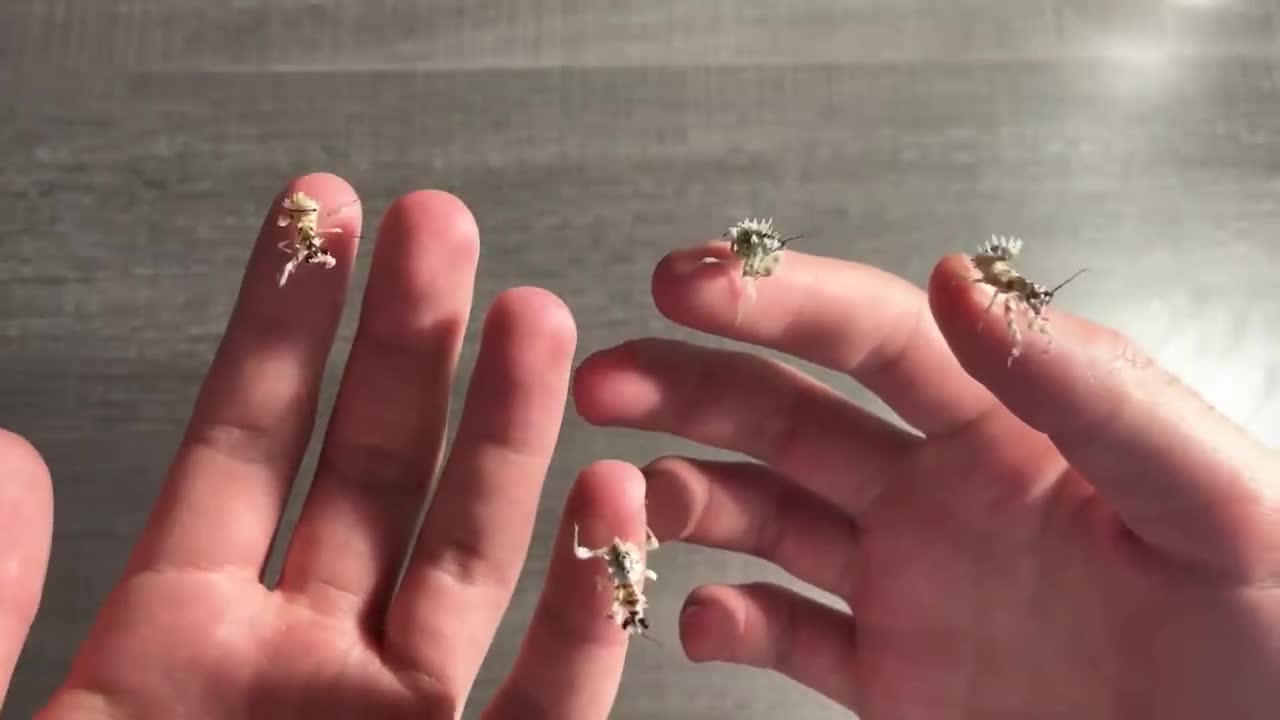 The Rise of My New Pet Mantis