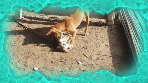 Dog and cat friendship