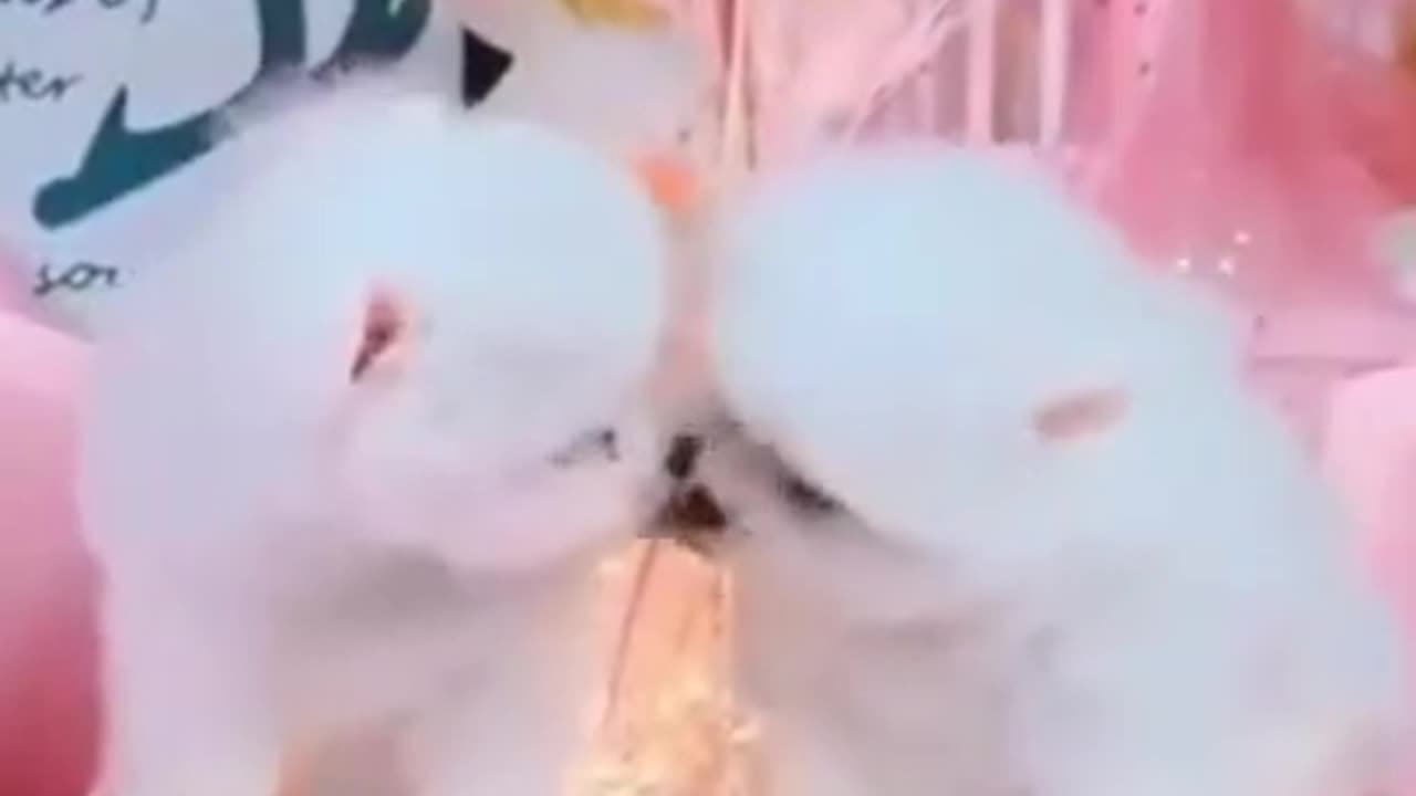 baby cute dog's lover