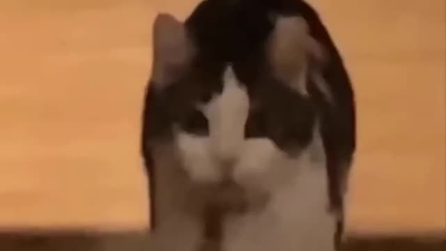 Bản sao của Funniest Dogs And Cats - Try Not To Laugh