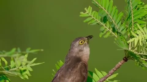 The call of the cuckoo
