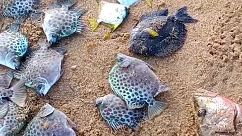 #Sea#Fishing#River#Fish Fishing With Nets