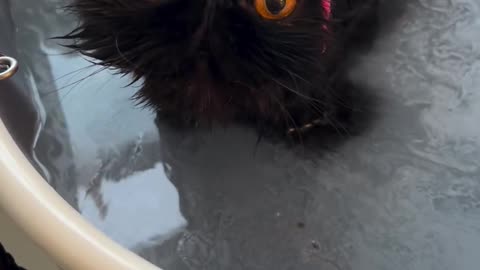 Cute cat😍😍🤣