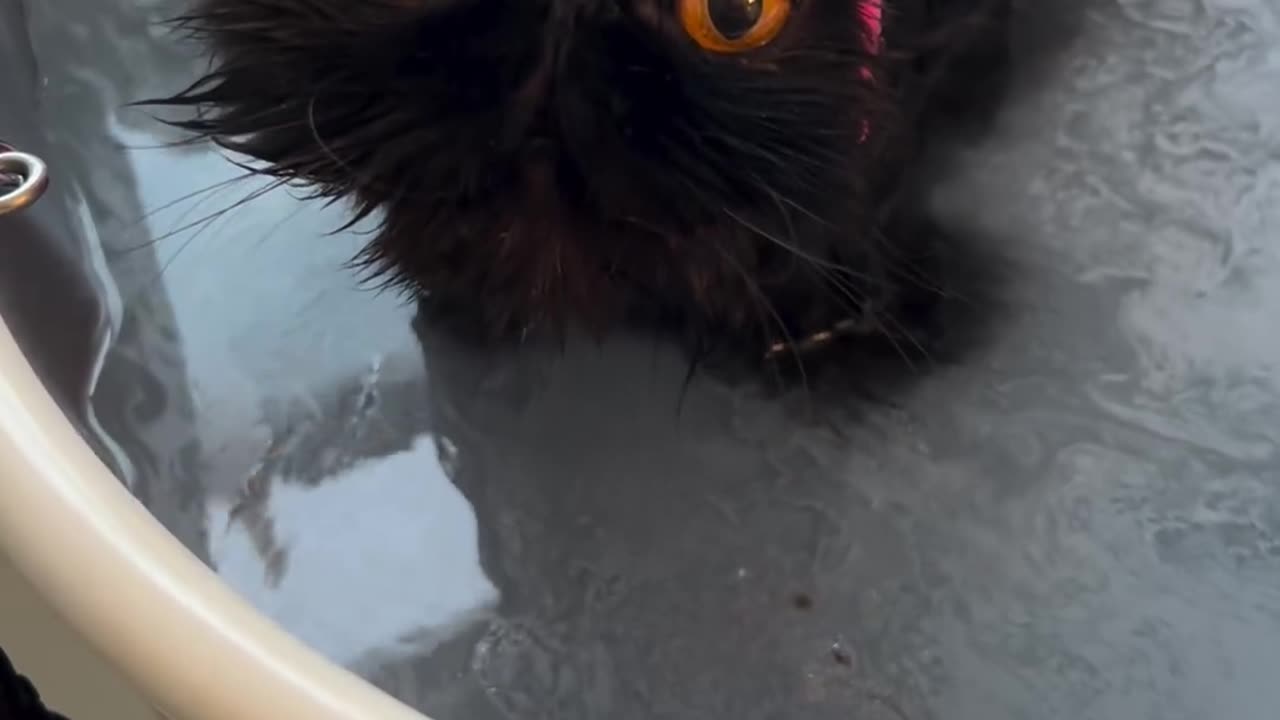 Cute catπππ€£