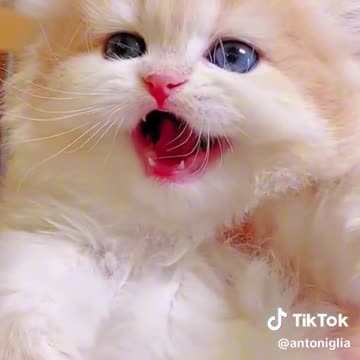 Cutest cat on the earth cute and funny moments