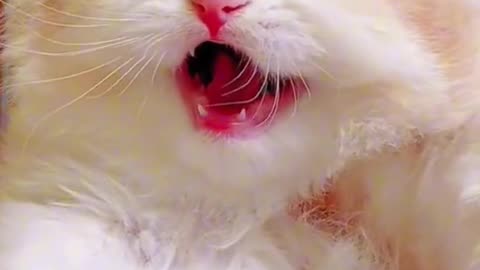 Cutest cat on the earth cute and funny moments