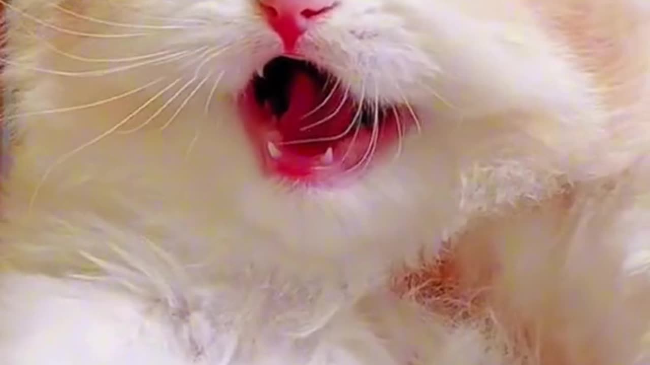 Cutest cat on the earth cute and funny moments