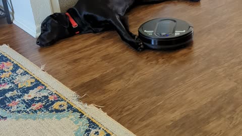 Tired Dog Will Not Move for Roomba
