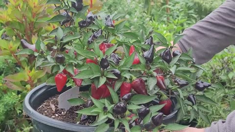 3 More Pepper Crosses - Midwest Tempest, Midwest Pandemonium, and Midwest Purple Squat