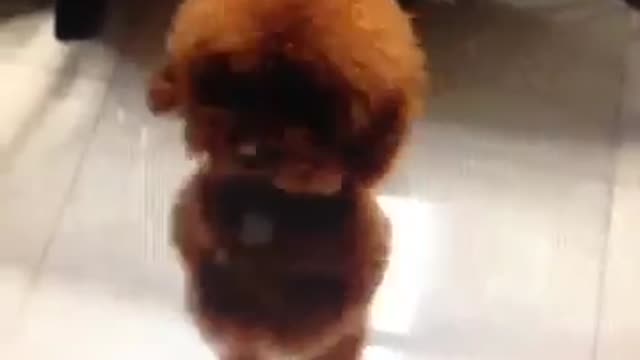 Little dog is dancing