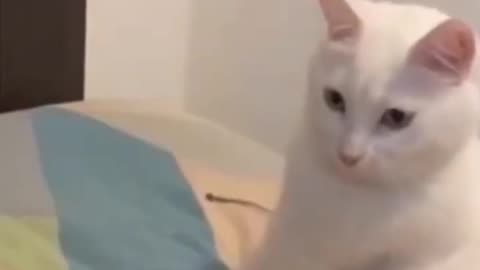 Funny Reaction Of Cat😂 | Giggle Zoo Nonstop