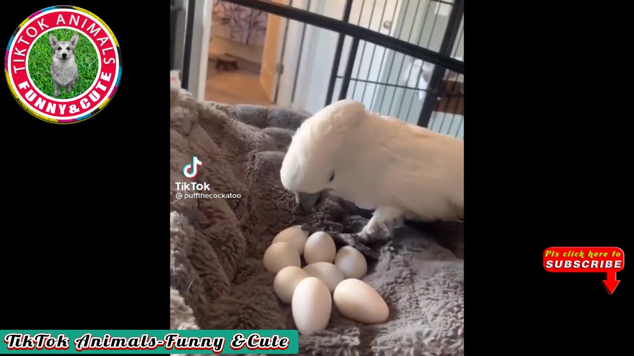 🐱🐶TikTok Animals-Funny and Cute - Animal Video#12 || TikTok Animals-Funny and Cute Channel.🐒🐦