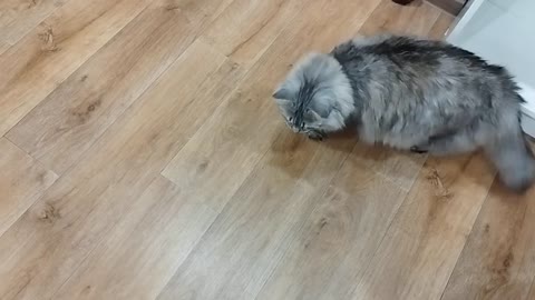 Мой кот My cat #cat #кот #животные