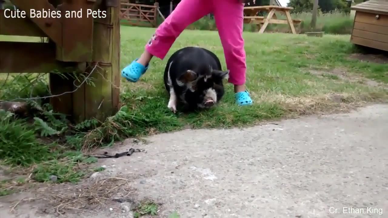 Funniest Cats And Dogs Video 166