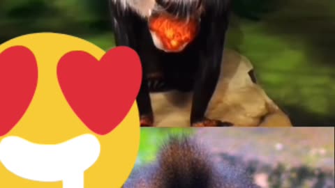 Monkey Girls 👀👙🍓🍑🍒🔥