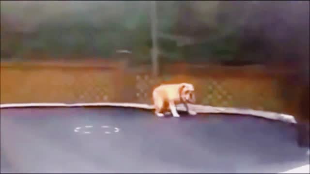 ► Funny Dogs │ One Minute of You ❤