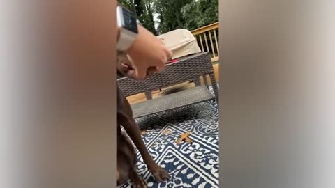 🤣 Funniest 😻Cats and🐶 Dogs