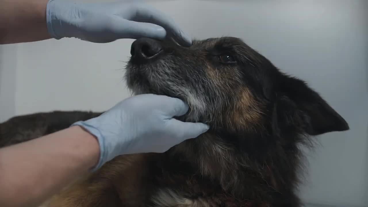 10 Things Your Dog Wants You To Stop Doing Things Your Dog Hates