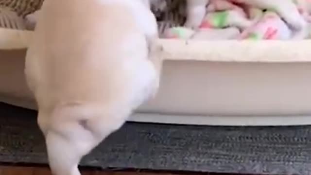 🔥top trending the best pet compilation #short(3)