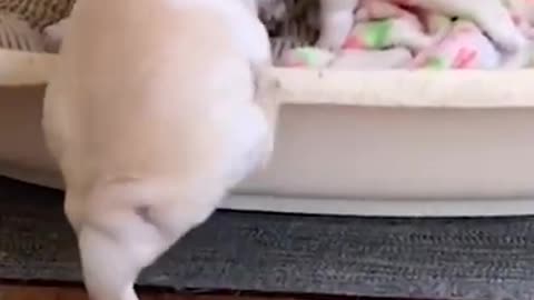 🔥top trending the best pet compilation #short(3)