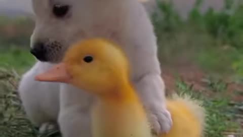 #fauvrate #viral #cute #cutestthings#LaysEverywhere #tiktoker #dogsoftiktok