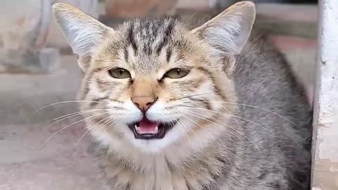 Do you have a lovely pet😍😍🥰 #pet #pets #pe#