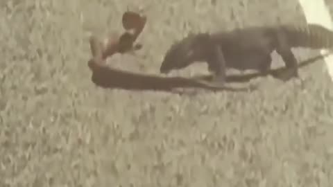 Lizard Vs King Cobras