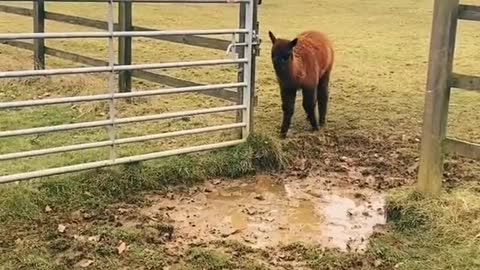 cotswold alpacas