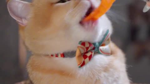 Curious Cat's Eating Food: An Unconventional Feast. Part 4