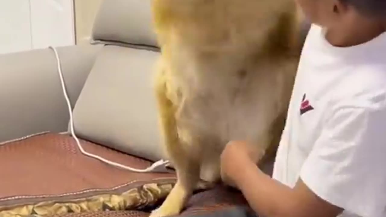 Funny dog.