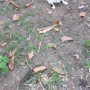 The little lizard comes to catch the cat what's going on he be it's the cat's prey