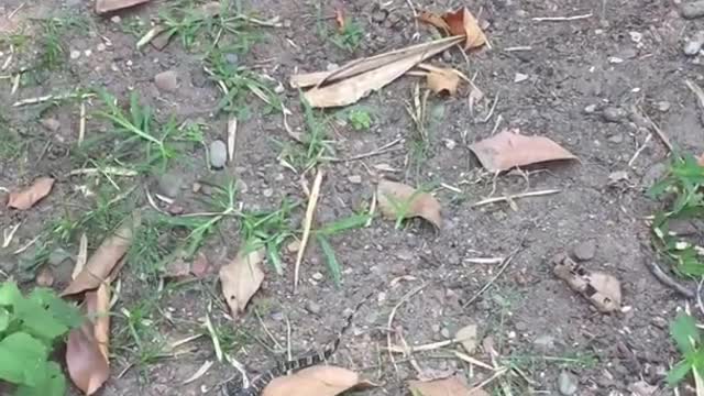 The little lizard comes to catch the cat what's going on he be it's the cat's prey