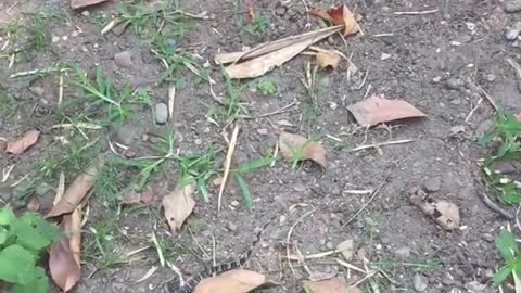 The little lizard comes to catch the cat what's going on he be it's the cat's prey